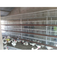 chicken layer cage with automatic feeder and drinking nipple